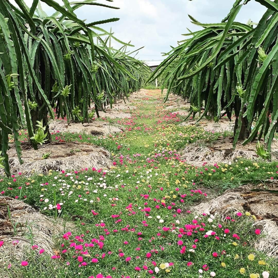 Giải pháp sinh thái để bảo vệ cây trồng