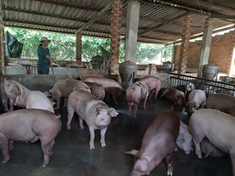 Mô hình không sử dụng chất cấm trong chăn nuôi